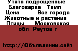 Утята подрощенные “Благоварка“,“Темп“ › Цена ­ 100 - Все города Животные и растения » Птицы   . Московская обл.,Реутов г.